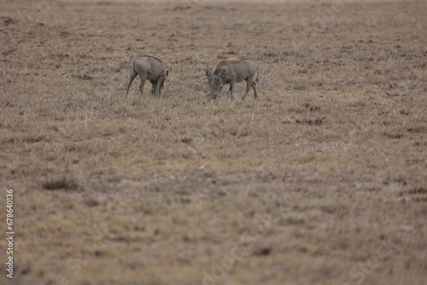 Obraz Warzenschwein3