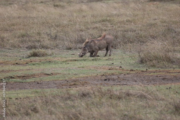 Obraz Warzenschwein6