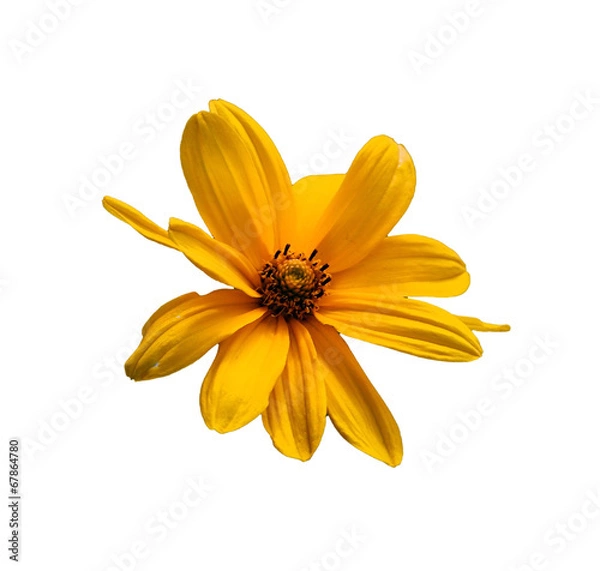 Obraz saturated yellow daisy