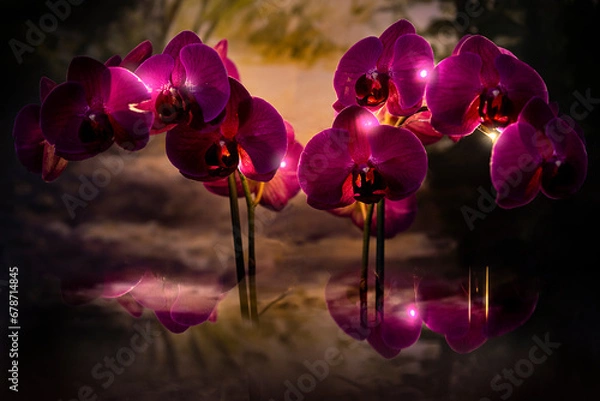 Obraz Orchidea viola