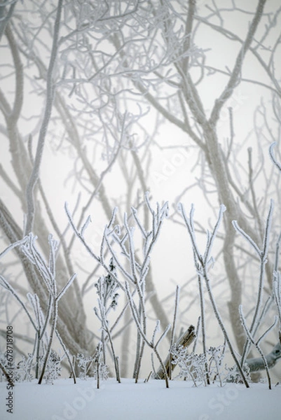 Obraz Winter Frozen Trees