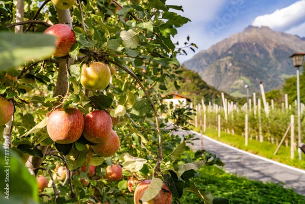 Fototapeta Algund - Meran - Südtirol - Italien - Apfelbäume - Apfel