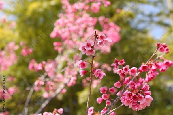 Obraz 早咲きの桜　寒緋桜