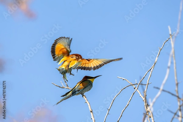 Obraz European bee-eater (Merops apiaster) in flight