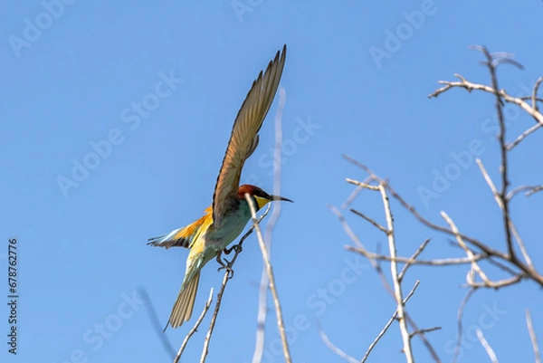 Obraz European bee-eater (Merops apiaster) in flight