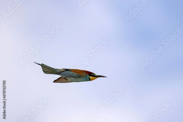Obraz European bee-eater (Merops apiaster) in flight