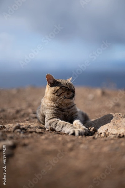 Obraz Cat