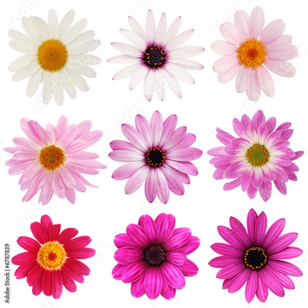 Fototapeta Kolekcja różowa stokrotka