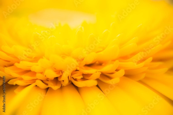 Obraz yellow flower background