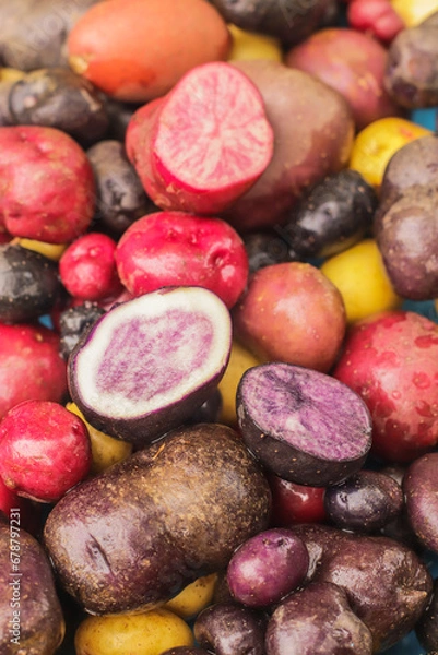 Obraz organic potatoes of different colors and sizes close-up selective focus, potato harvest