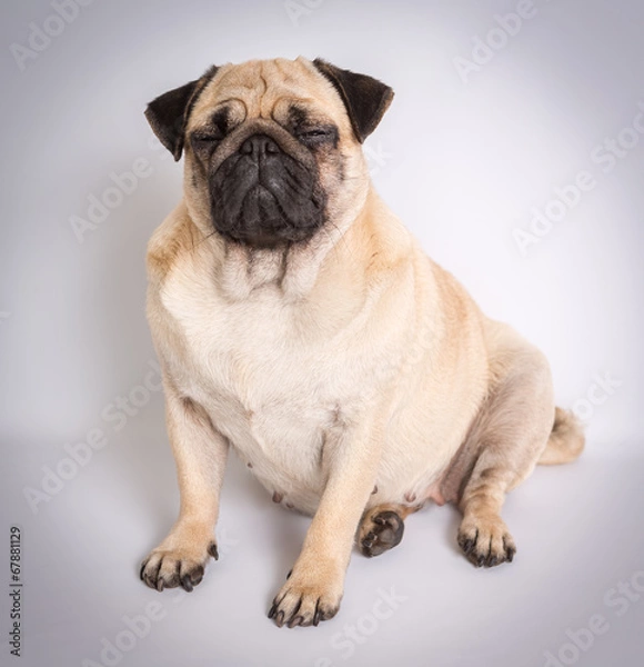 Fototapeta Funny Pug/Funny Pug at white background