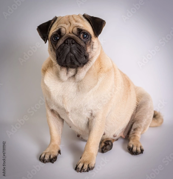 Fototapeta Funny Pug/Funny Pug at white background