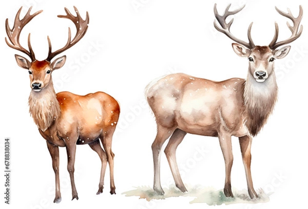 Obraz deer isolated on white