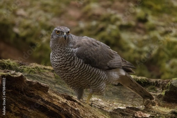 Obraz red tailed hawk