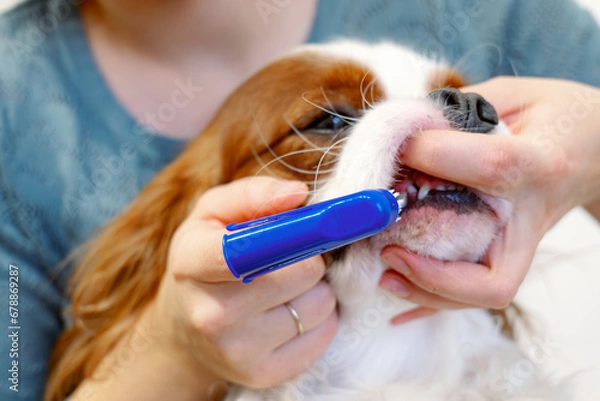 Obraz Canine Oral Hygiene. Dog during the procedure of brushing teeth and removing tartar at home.The girl's hands hold a toothbrush with paste next to the dog's face. Dental Brushing Dogs Teeth