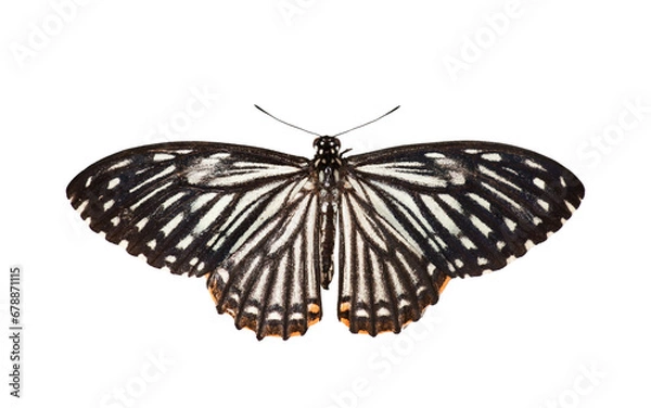 Obraz A beautiful Common Mime butterfly (Papilio Clytia)