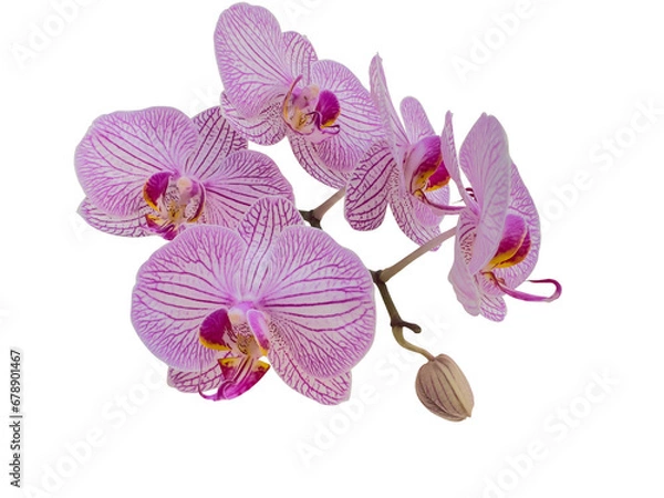 Fototapeta Phalaenopsis orchids with delicate pink lines, also called  moth orchid, butterfly, anggrek bulan or moon orchid. Cut out and isolated.