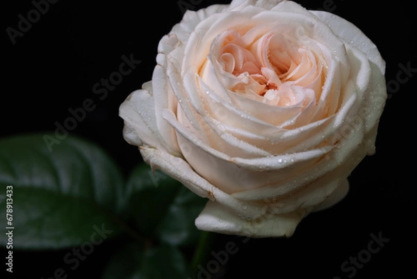 Obraz white rose with drops