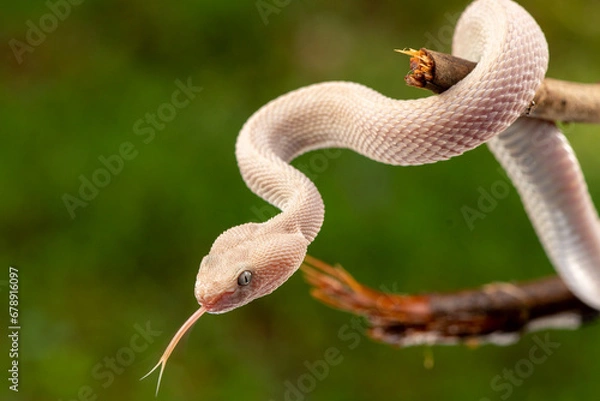 Fototapeta Trimeresurus purpureomaculatus is a venomous pit viper species native to Indonesia and Southeast Asia. Common names is mangrove pit viper, mangrove viper, and shore pit viper.