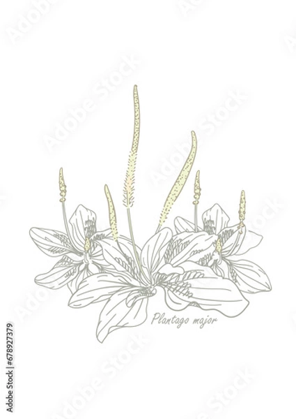Obraz Plantago with flowers and leaves on a white background. Hand drawn vector illustration