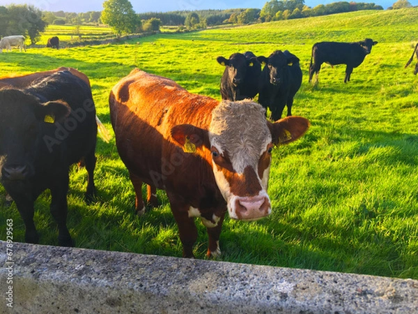 Obraz Fluffy Irish Cows