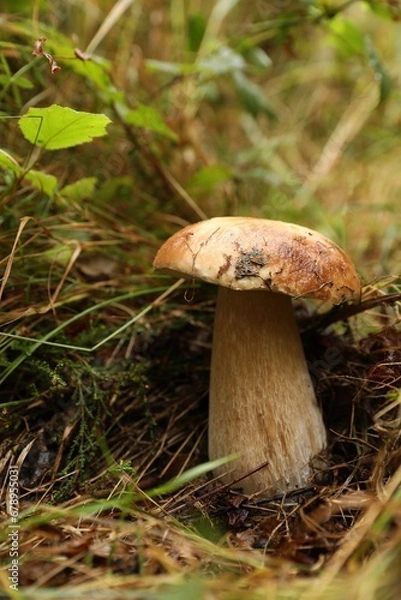 Fototapeta Fresh wild mushroom growing in forest, closeup