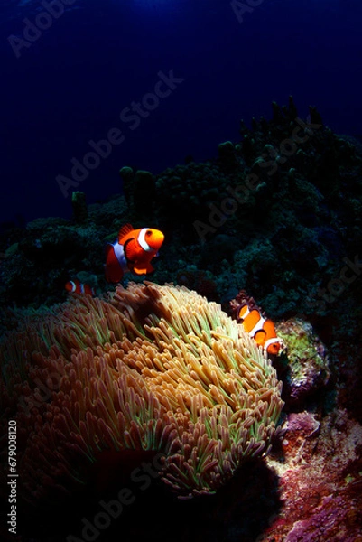 Obraz カクレクマノミとイソギンチャク