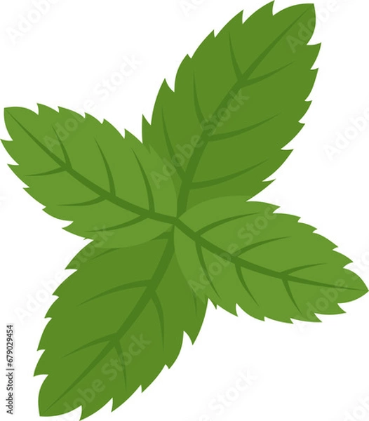 Obraz Mint leaf illustration