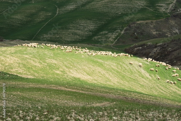 Fototapeta gregge di pecore tra le crete senesi