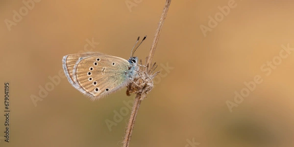Obraz tiny brown butterfly on wings, Glaucopsyche astraea