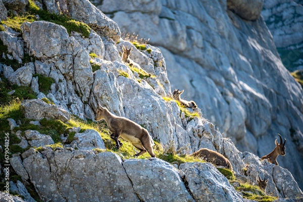 Fototapeta ibex play ground