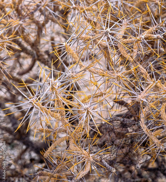 Obraz Pencil Cactus