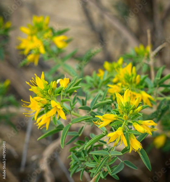 Obraz Desert Wildflowers
