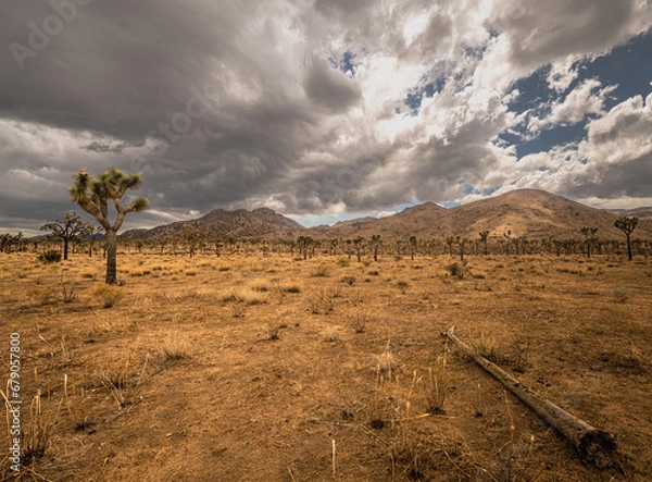 Obraz Desert landscape with trees