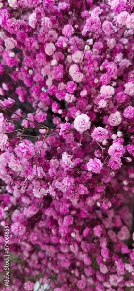 Obraz pink rose petals