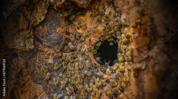 Obraz bee tree - bees (apis mellifera) living in tree