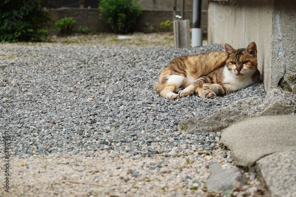Fototapeta 砂利の上でくつろぐ野良猫