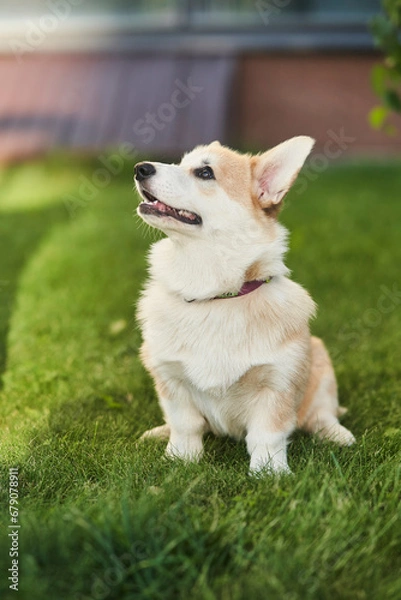 Fototapeta Welsh Corgi Pembroke dog sits on a manicured green lawn in a park in summer. High quality photo