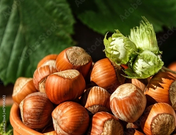 Fototapeta Hazelnuts in a clay bowl in close-up on a dark background. Hazelnut fruits. Fresh hazelnuts in ceramic dishes, brown background.