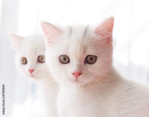 Obraz British breed kitten