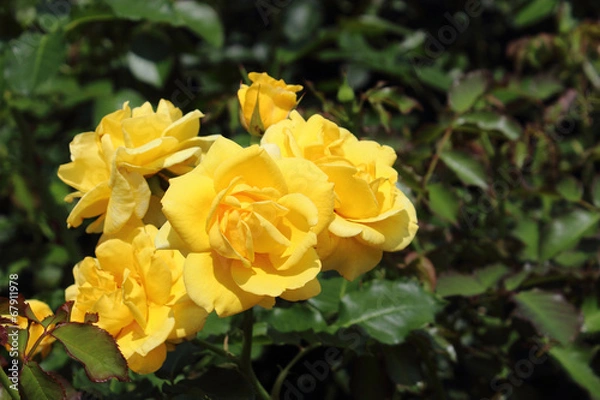 Fototapeta バラ　インカ