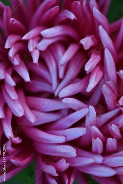 Fototapeta pink aster flower close-up, autumn flowers, pink flower buds on an aster stem from above, aster buds of an annual Chinese aster or annual aster Callistephus chinensis, field purple pinnate	
