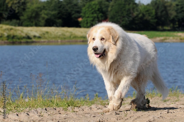 Fototapeta dog great pyrenees running on front of the sea.