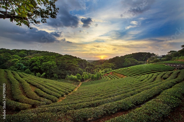 Fototapeta Plantation Plantation Landscape Sunset