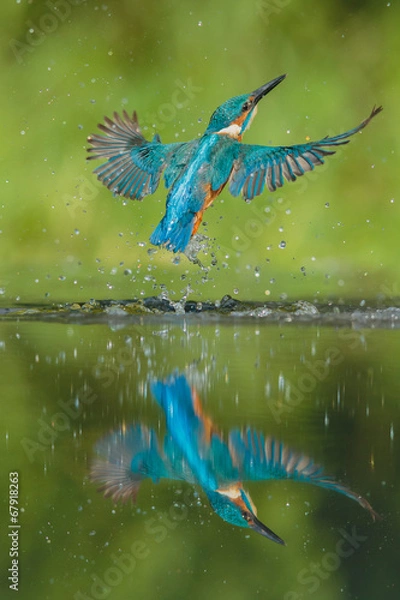 Obraz Kingfisher