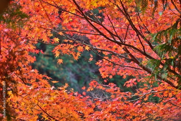 Fototapeta 紅葉　奥津渓　岡山　岡山県　秋　もみじ