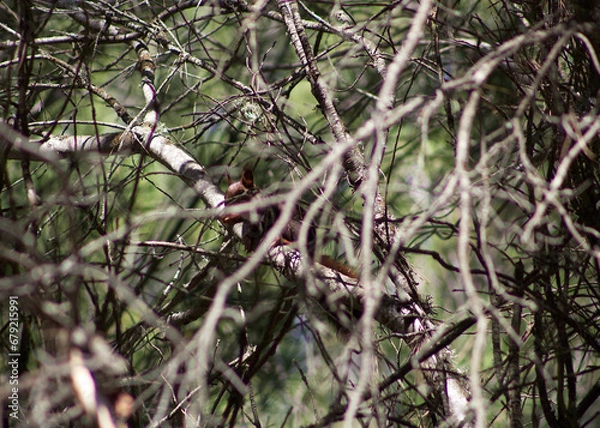 Fototapeta Squirrel on tree