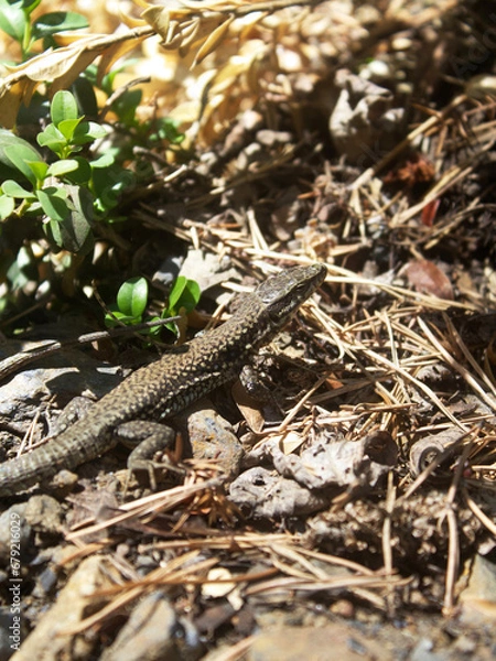 Fototapeta lizard on the stone