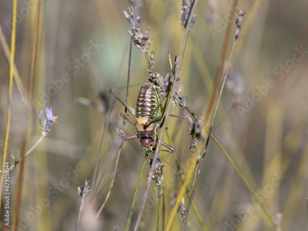 Obraz Insect on a flower