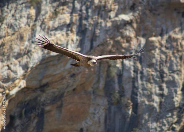 Obraz Vulture in flight
